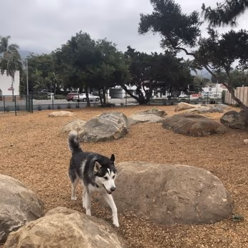 MacKenzie Park Dog Park photo 1
